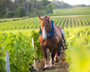 Latour Martillac werkt semi-biologisch. En soms wordt het paard van stal gehaald om in de wijngaard te worden ingezet.